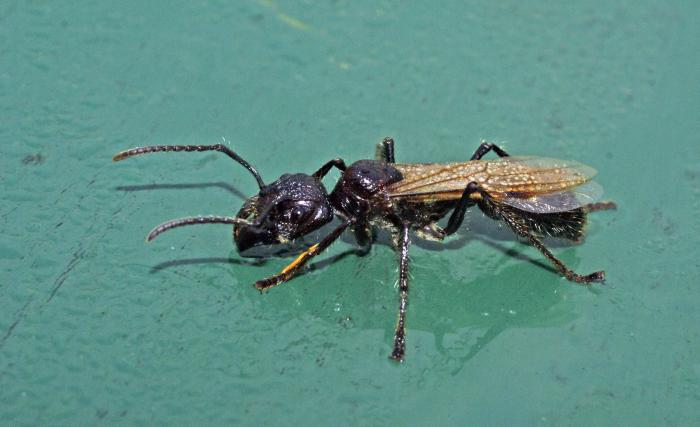 Paraponera clavata